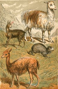 Ciervo almizclero, llama, vicuña y paca tiznada de English School