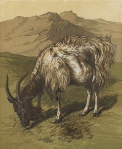 My Billygoat (litografía en color) de English School