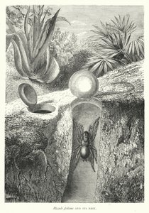 Mygale fodiens y su nido (grabado)