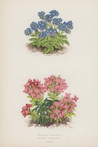 Myosotis Rupicola; Daphne Cneorum (colour litho) de English School