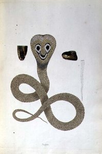 Serpiente Nagoo de 