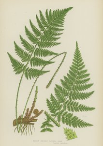 Narrow Prickly Toothed Fern (litografía en color) de English School