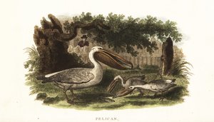 Método de pesca de los nativos americanos con pelícanos