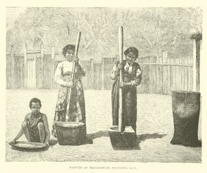 Nativos de Madagascar moliendo arroz de English School