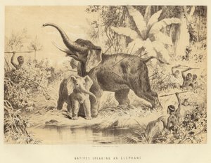 Nativos lanzando lanzas a un elefante de English School