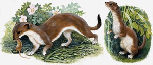 El Reino de la Naturaleza: Los Cazadores de Nuestra Isla