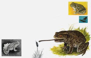 El reino de la naturaleza: Sapos -- Llanos y pacientes