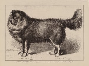"Nero", un perro nepales, propiedad del Capitán Ryan, del 63º, y el único ejemplar de su raza en Inglaterra (grabado) de English School