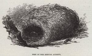 Nido del Menura Alberti (grabado)