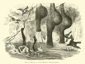 Nidos de pájaros tejedores sudafricanos