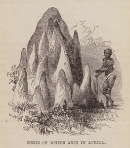 Nidos de hormigas blancas en África (grabado) de English School