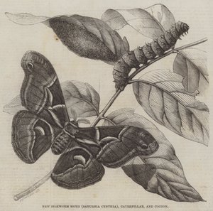 Nueva polilla del gusano de seda (Saturnia Cynthia), oruga y capullo (grabado) de English School