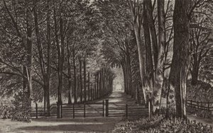 Newbury: Avenue, Highclere Park (litografía) de English School