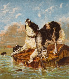 Perro y cachorros de Terranova en peligro (litografía en color) de English School