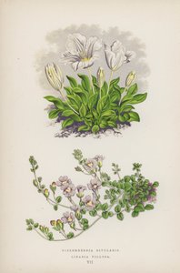 Nierembergia Rivularis; Linaria Villosa (litografía en color)