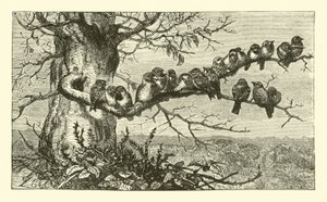 Diecinueve Pájaros de English School