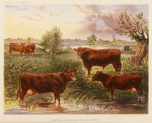 Norfolk and Suffolk Polled Cattle (litografía en color)