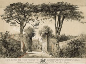 Vista Norte de los Cedros en los Jardines de la Compañía de Boticarios, Chelsea, Londres