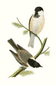 Herrerillo del norte, ilustración de 