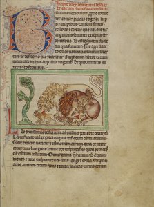 Bestiario de Northumberland, c.1250-60 de English School
