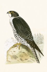 Halcón Jer noruego, ilustración de 