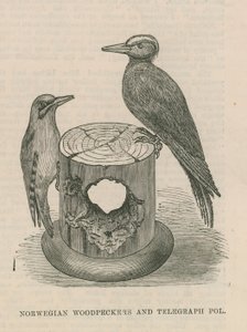 Pájaros carpinteros noruegos y poste de telégrafo de English School