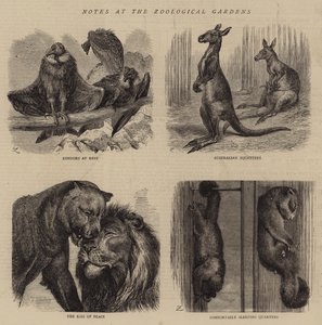 Notas en los Jardines Zoológicos