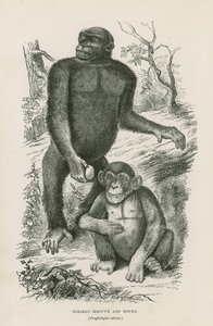 Nshiego Mbouve y joven, Troglodytes Calvu