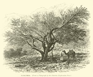 Árbol Nubk de English School