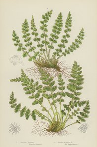 Woodsia oblonga, Woodsia de hoja redonda (litografía en color)