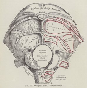 Hueso occipital, superficie externa (grabado)