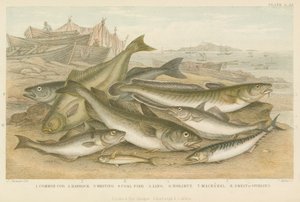 Peces del océano de English School