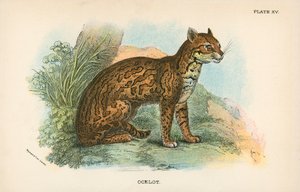 Ocelote de English School