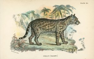 Ocelote [Variedad] de English School