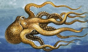 Pulpo