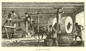 Molino de aceite en Grecia de English School