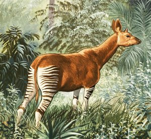 Okapi de English School
