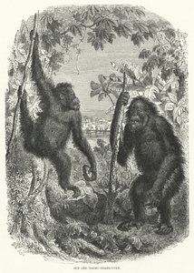 Orangután Viejo y Joven (grabado) de English School