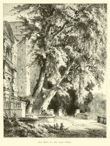 Árboles viejos en la Villa d
