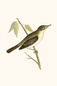 Curruca olivácea, ilustración de 
