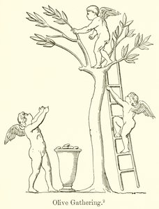 Recolección de Aceitunas de English School
