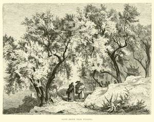Olivar cerca de Venafro