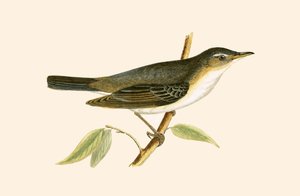 Curruca del olivo, ilustración de 