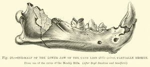 La mitad inferior de la mandíbula del León de las Cavernas (Felis spelaea), parcialmente rota de English School