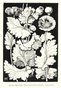 Amapola de opio; Flores de blanco a carmesí y púrpura; Altura 30 pulgadas