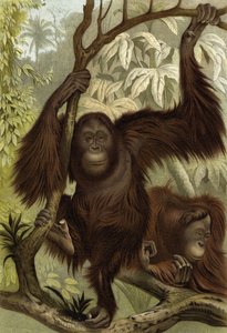 Orangután de English School