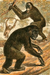 Orangután y Gorila de English School