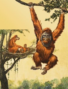 Orangutanes
