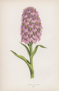 Orchis Foliosa de English School