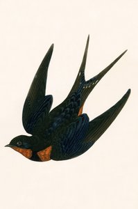 Golondrina de chimenea oriental, ilustración de 